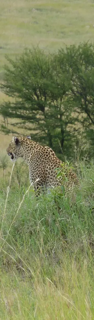 Leopard